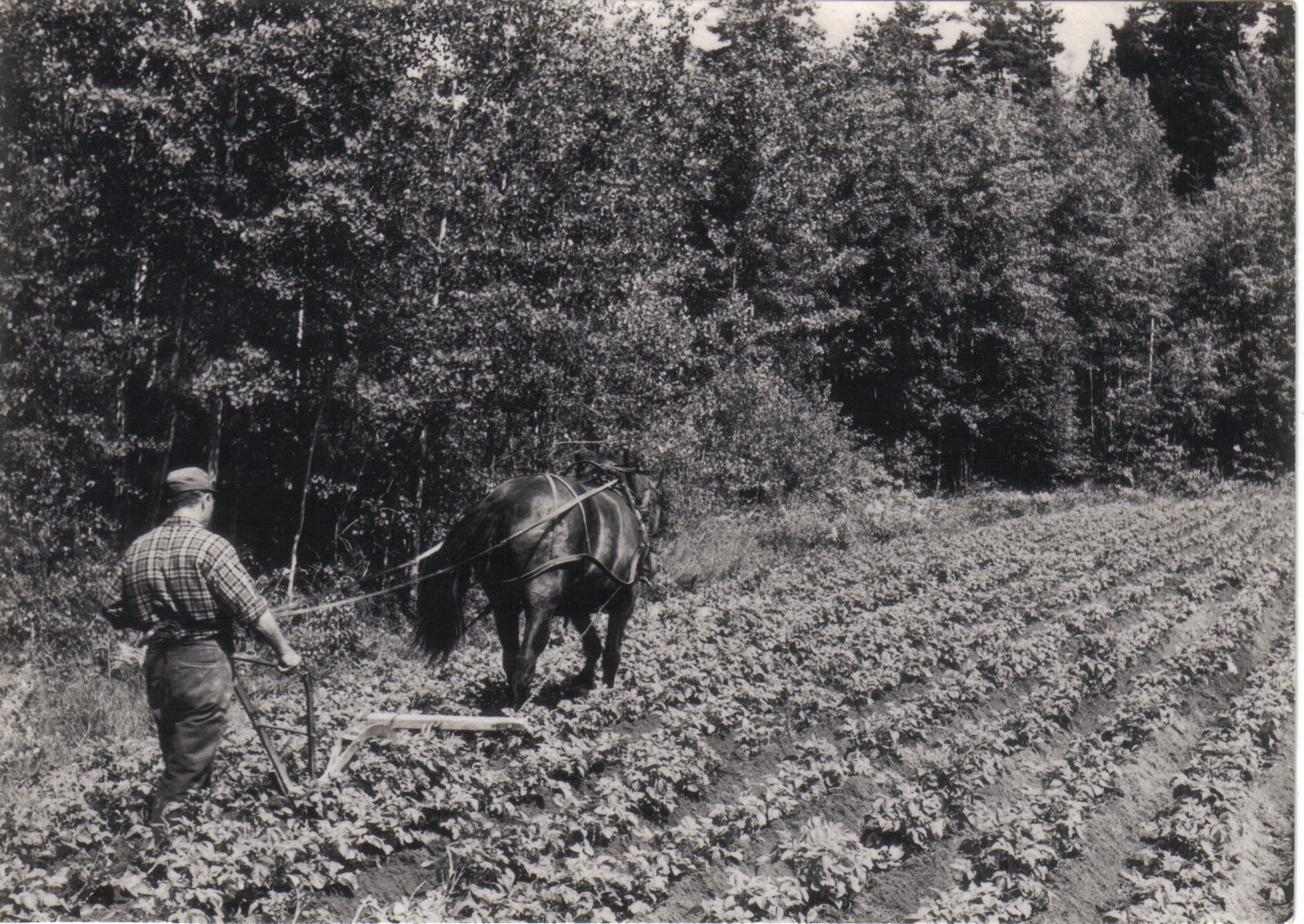 Farfar Holger kupar potatis med hästen Saga - 50-talet