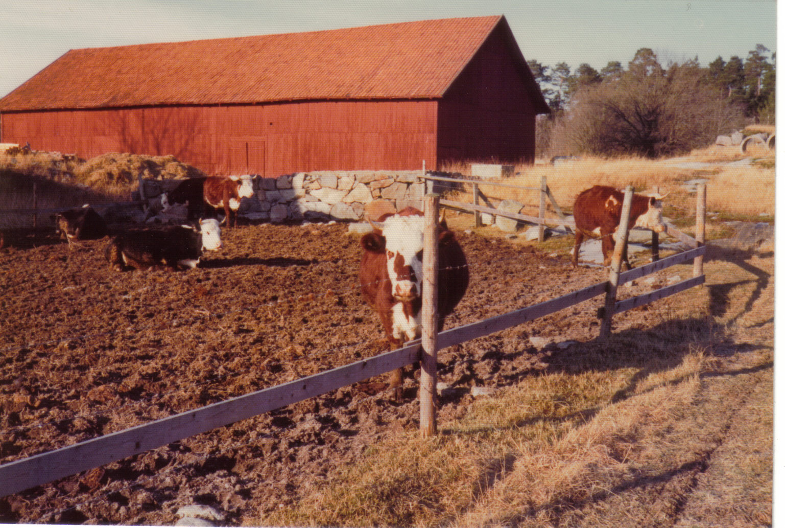 Kossorna våren 1975