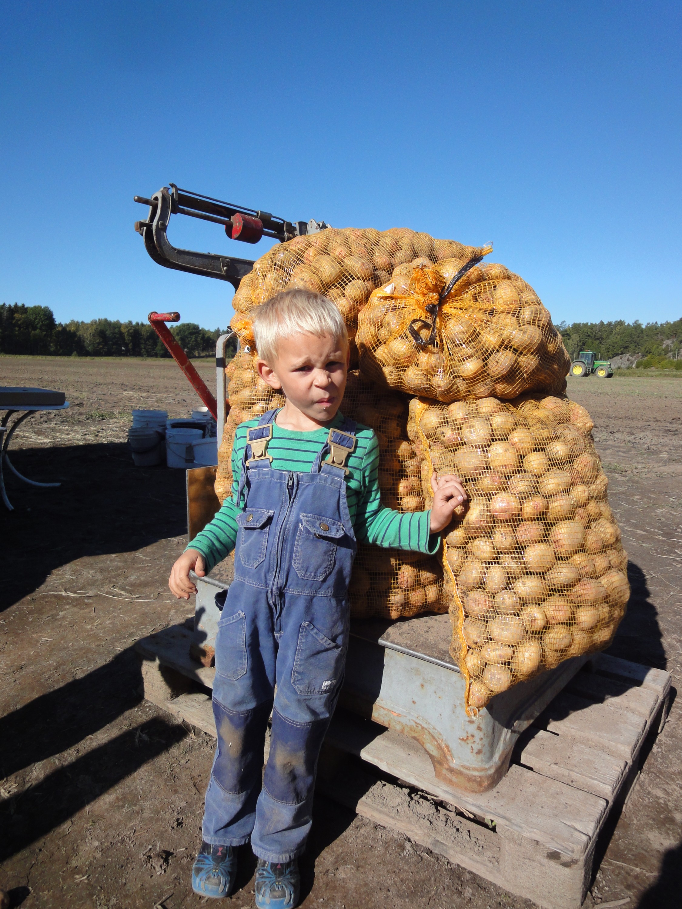 Lucas har plockat många potatisar! 