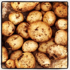 Potatis i hink