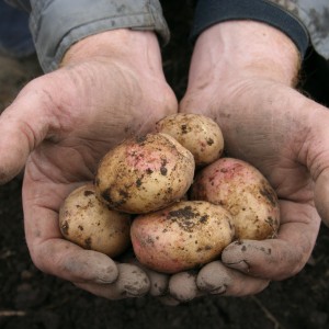 Potatis i händer