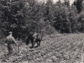 Farfar Holger kupar potatis med hästen Saga - 50-talet