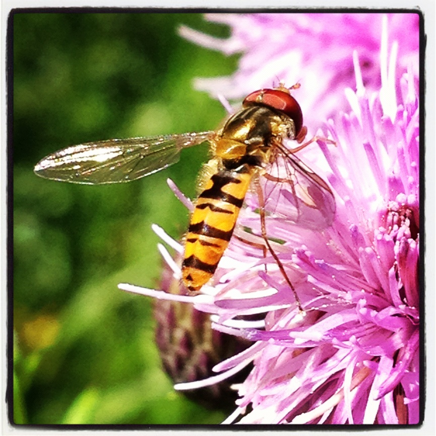 Flyffä Flygfä